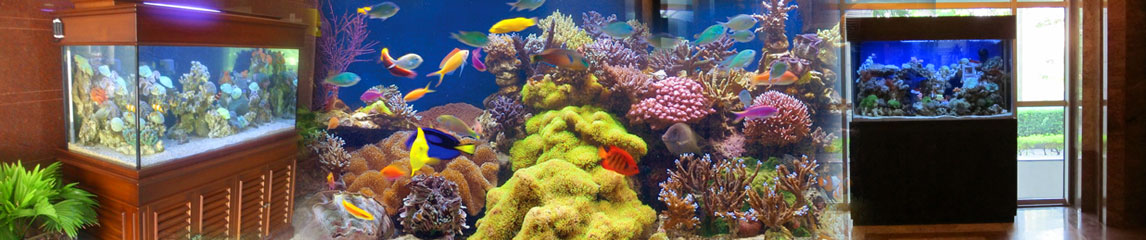 dmc_aquarium